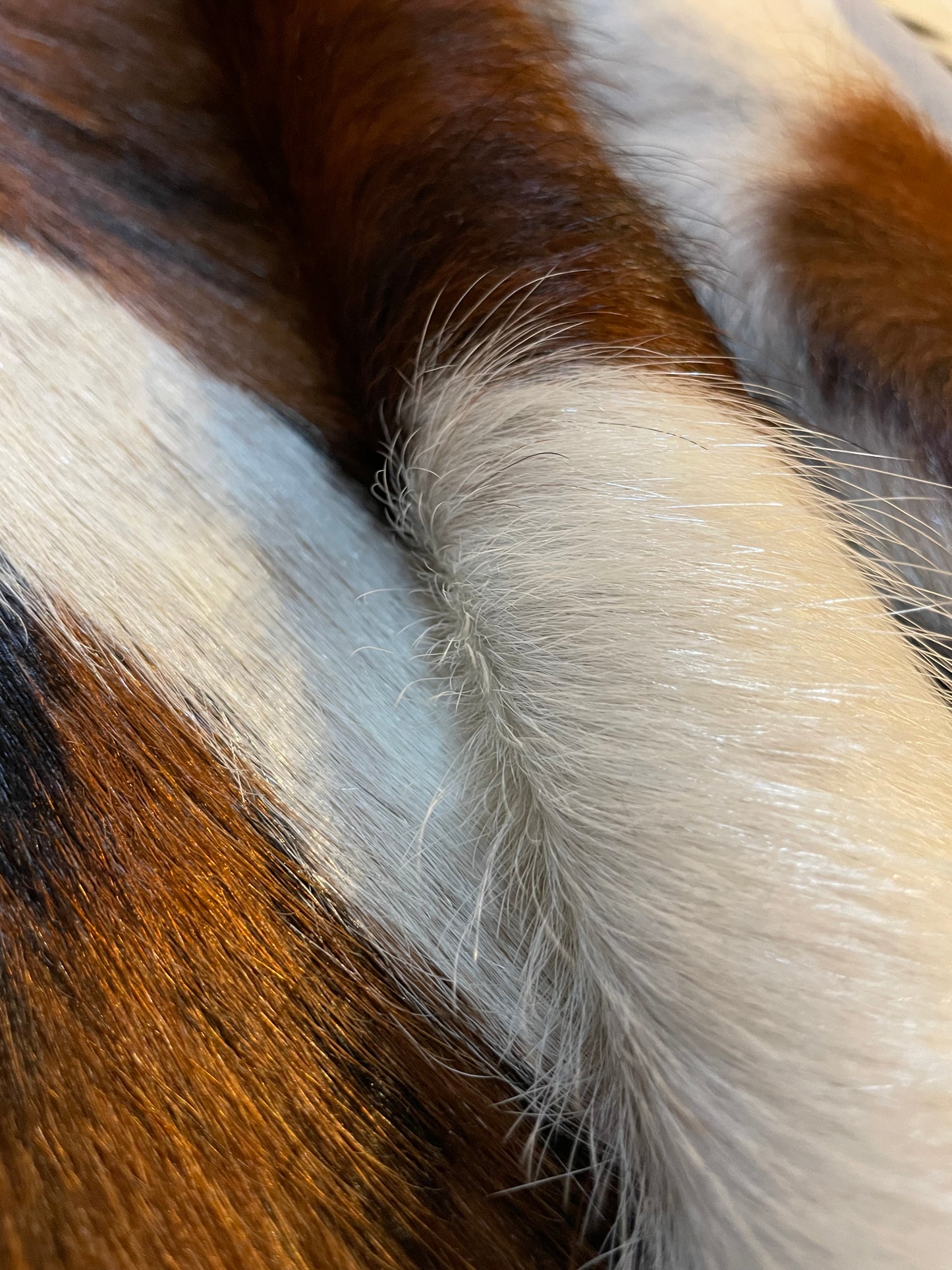 Tricolor Cowhide Rug