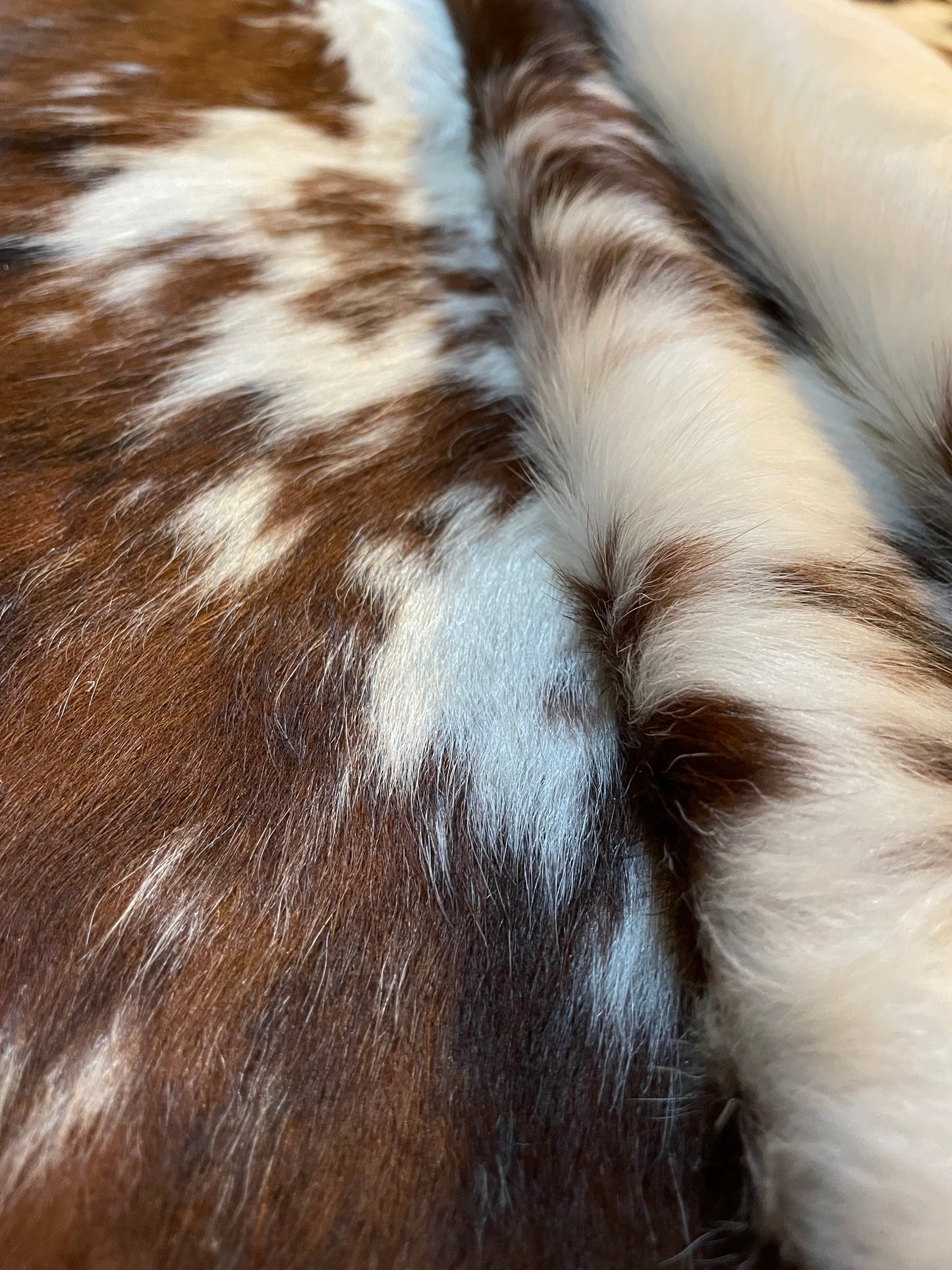 Tricolor White Back Bone Cowhide Rug