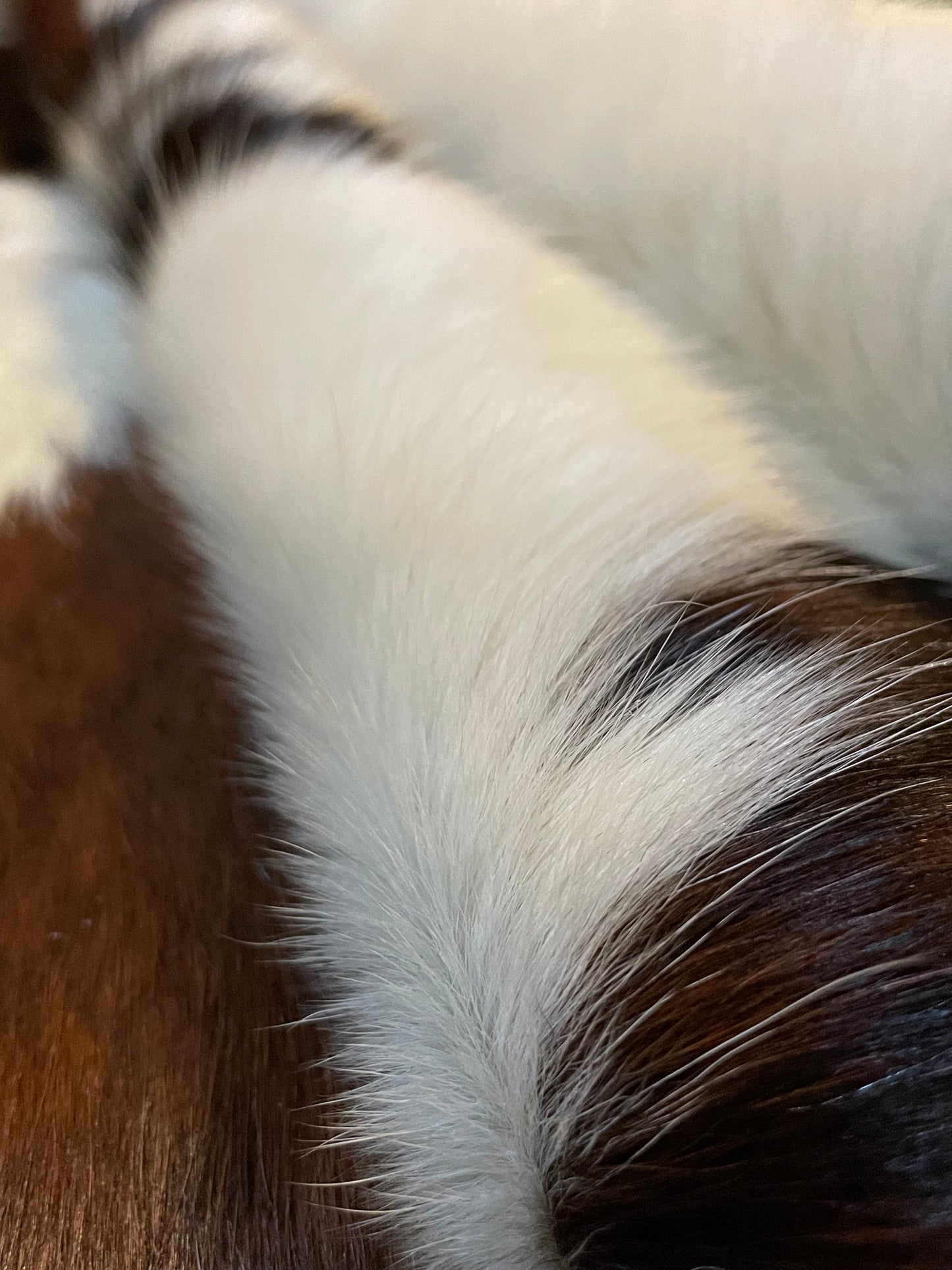 Tricolor Cowhide Rug