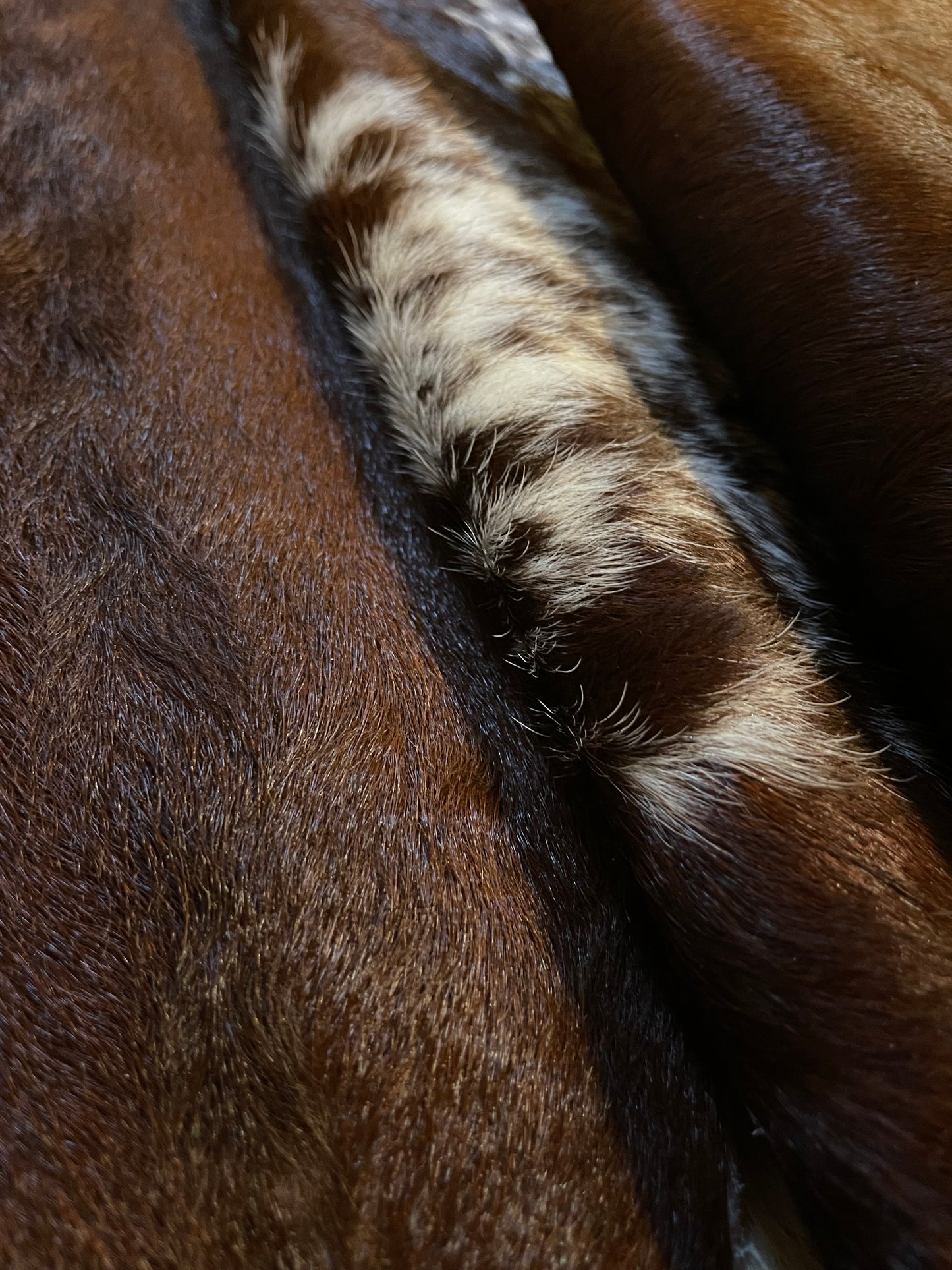 Brown and White Cowhide Rug