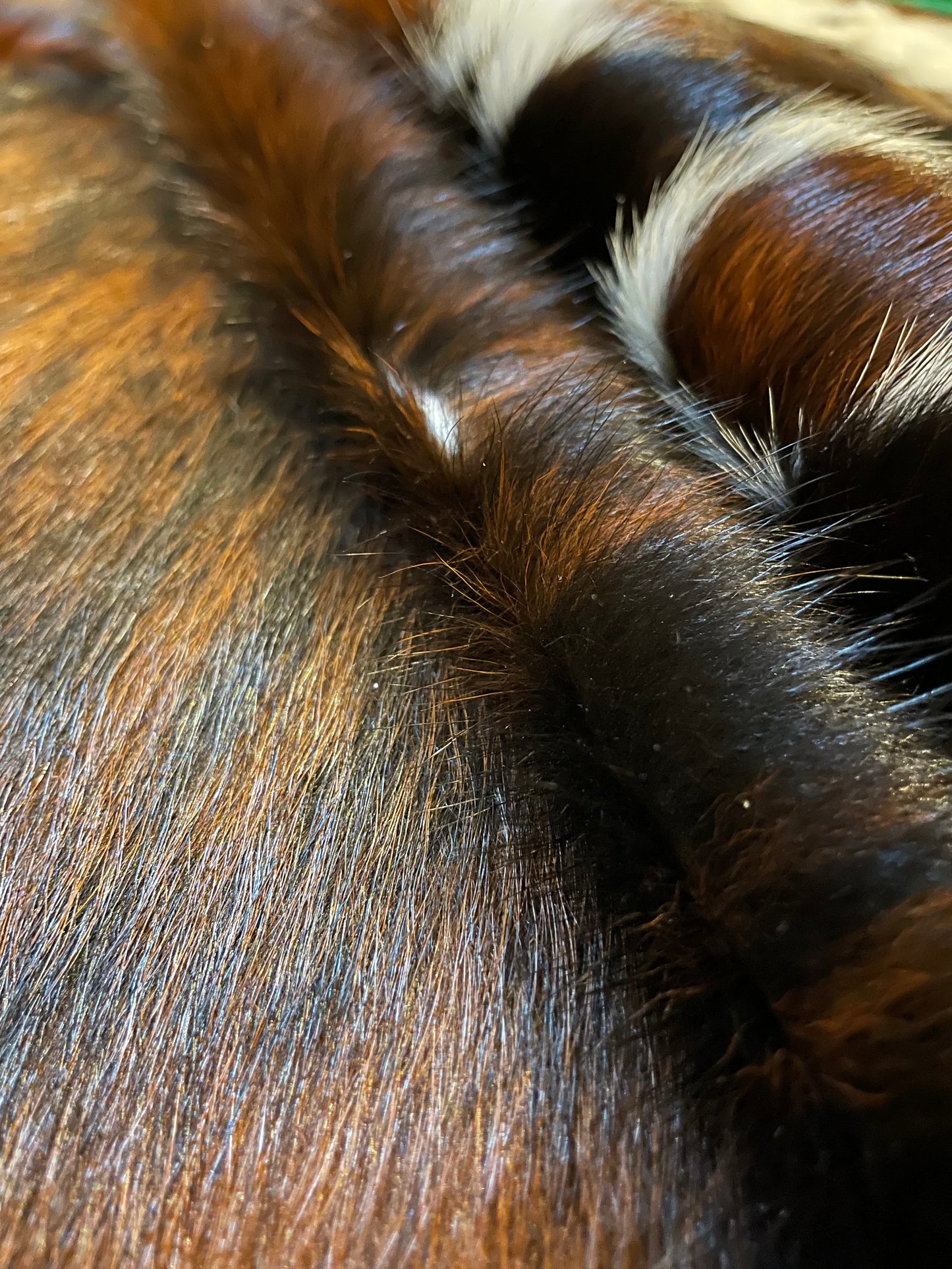 Brindle Cowhide Rug